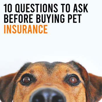 Pet insurance